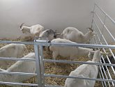 zábrany pre kozy a ovce
